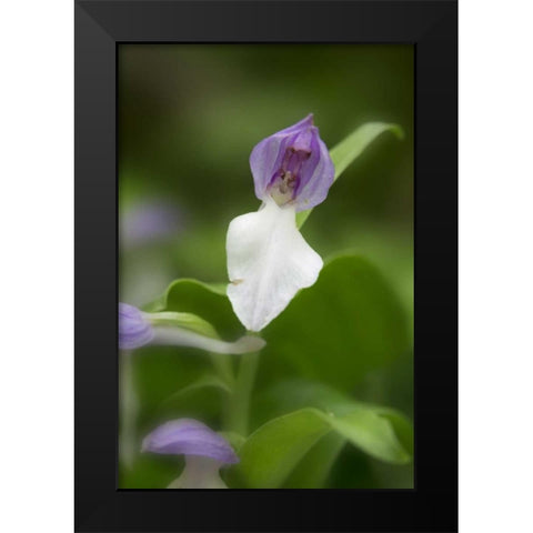 Tennessee, Great Smoky Mts Showy orchis orchid Black Modern Wood Framed Art Print by Grall, Don