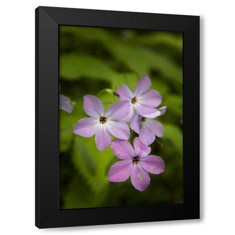 Tennessee, Great Smoky Mts Blue phlox flower Black Modern Wood Framed Art Print with Double Matting by Grall, Don