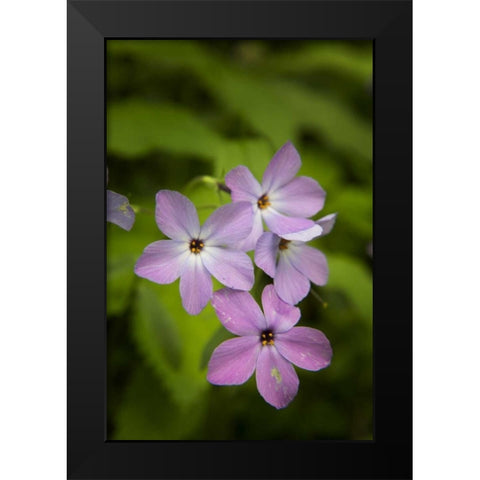 Tennessee, Great Smoky Mts Blue phlox flower Black Modern Wood Framed Art Print by Grall, Don