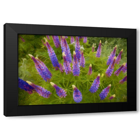 Tennessee Painterly effect on lupine flowers Black Modern Wood Framed Art Print by Zuckerman, Jim
