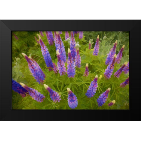 Tennessee Painterly effect on lupine flowers Black Modern Wood Framed Art Print by Zuckerman, Jim