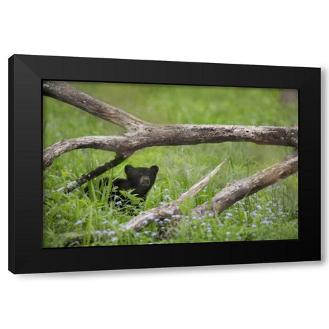 Tennessee, Great Smoky Mts Black bear cub Black Modern Wood Framed Art Print by Grall, Don