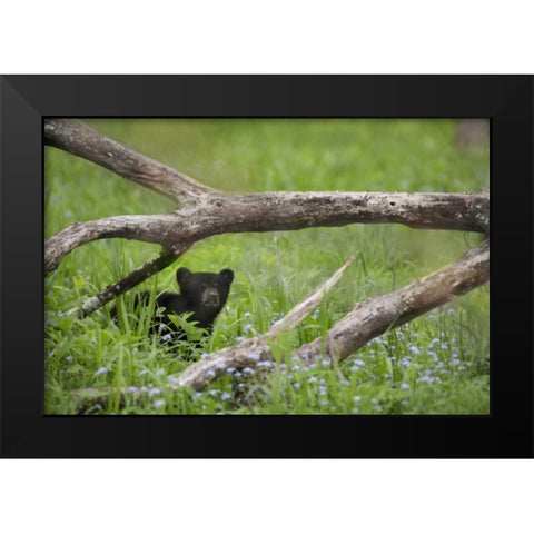 Tennessee, Great Smoky Mts Black bear cub Black Modern Wood Framed Art Print by Grall, Don