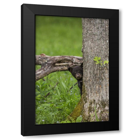 Tennessee, Great Smoky Mts Black bear cub Black Modern Wood Framed Art Print with Double Matting by Grall, Don