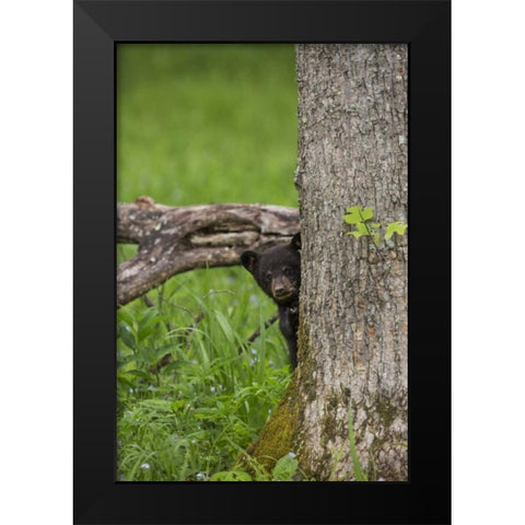 Tennessee, Great Smoky Mts Black bear cub Black Modern Wood Framed Art Print by Grall, Don