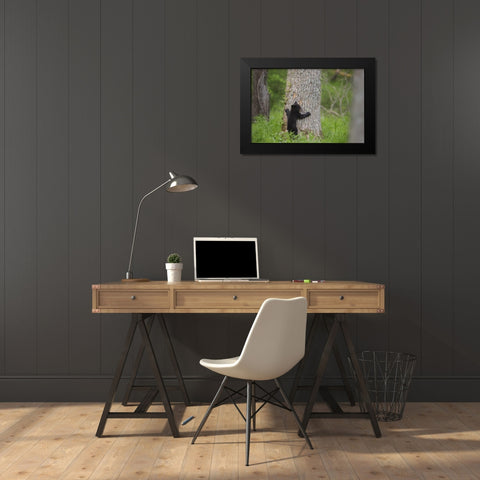 TN, Great Smoky Mts Black bear cub climbing Black Modern Wood Framed Art Print by Grall, Don