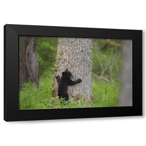 TN, Great Smoky Mts Black bear cub climbing Black Modern Wood Framed Art Print by Grall, Don