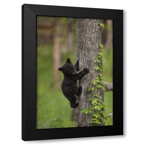 USA, Tennessee Black bear cub climbing tree Black Modern Wood Framed Art Print with Double Matting by Grall, Don