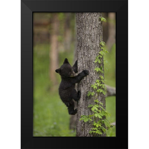 USA, Tennessee Black bear cub climbing tree Black Modern Wood Framed Art Print by Grall, Don