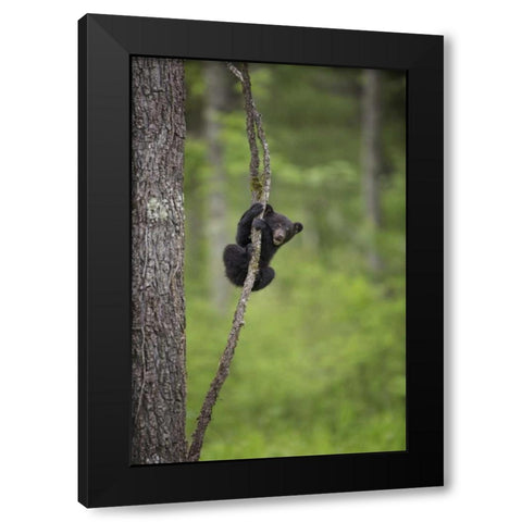 Tennessee Black bear cub playing on tree limb Black Modern Wood Framed Art Print by Grall, Don