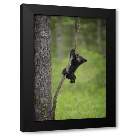 Tennessee Black bear cub playing on tree limb Black Modern Wood Framed Art Print with Double Matting by Grall, Don