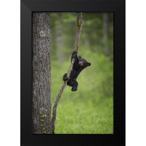 Tennessee Black bear cub playing on tree limb Black Modern Wood Framed Art Print by Grall, Don