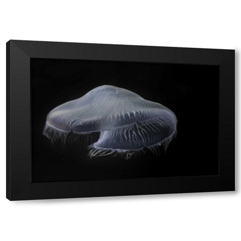 Tennessee, Chattanooga Moon jellyfish Black Modern Wood Framed Art Print with Double Matting by Grall, Don