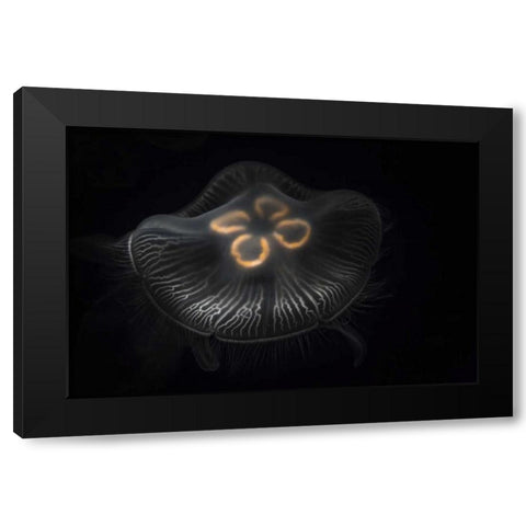 Tennessee, Chattanooga Moon jellyfish Black Modern Wood Framed Art Print with Double Matting by Grall, Don