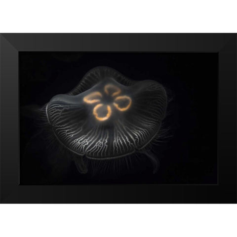 Tennessee, Chattanooga Moon jellyfish Black Modern Wood Framed Art Print by Grall, Don