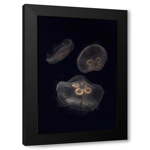 Tennessee, Chattanooga Moon jellyfish Black Modern Wood Framed Art Print with Double Matting by Grall, Don