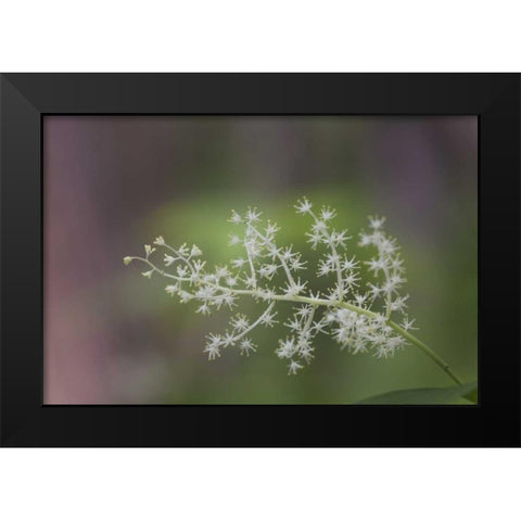 TN, Great Smoky Mts False Solomons seal flowers Black Modern Wood Framed Art Print by Grall, Don