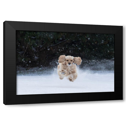 USA- Tennessee. Cocker spaniel running in the snow. Black Modern Wood Framed Art Print with Double Matting by Jaynes Gallery