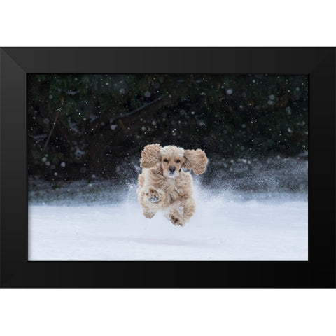 USA- Tennessee. Cocker spaniel running in the snow. Black Modern Wood Framed Art Print by Jaynes Gallery