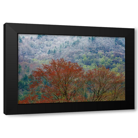USA- Tennessee. Great Smoky Mountains National Park with late springtime snow Black Modern Wood Framed Art Print with Double Matting by Gulin, Darrell