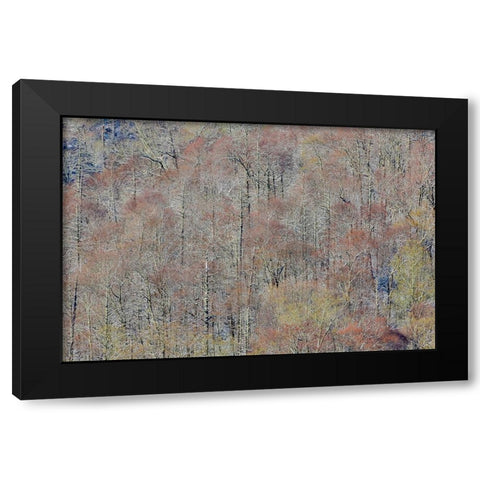 USA- Tennessee. Great Smoky Mountains National Park with late springtime snow Black Modern Wood Framed Art Print with Double Matting by Gulin, Darrell