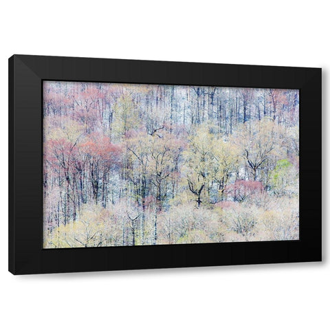 USA- Tennessee. Great Smoky Mountains National Park with late springtime snow Black Modern Wood Framed Art Print with Double Matting by Gulin, Darrell