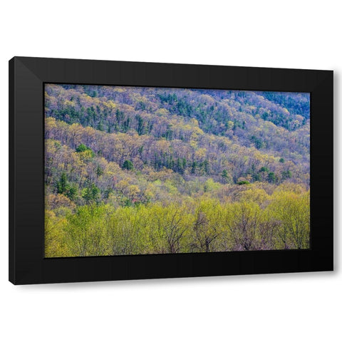 USA- Tennessee. Great Smoky Mountains National Park springtime with hardwood forest budding out Black Modern Wood Framed Art Print with Double Matting by Gulin, Darrell