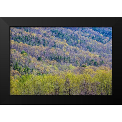 USA- Tennessee. Great Smoky Mountains National Park springtime with hardwood forest budding out Black Modern Wood Framed Art Print by Gulin, Darrell
