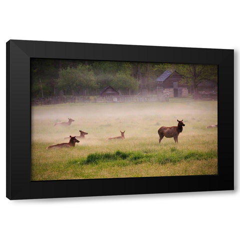 Tennessee Elk in foggy field at Great Smoky Mountains National Park Black Modern Wood Framed Art Print with Double Matting by Wells, Joanne