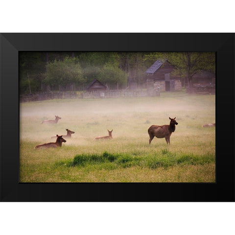 Tennessee Elk in foggy field at Great Smoky Mountains National Park Black Modern Wood Framed Art Print by Wells, Joanne