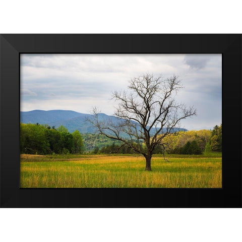 Tennessee Lone tree in field at Cades Cove Black Modern Wood Framed Art Print by Wells, Joanne