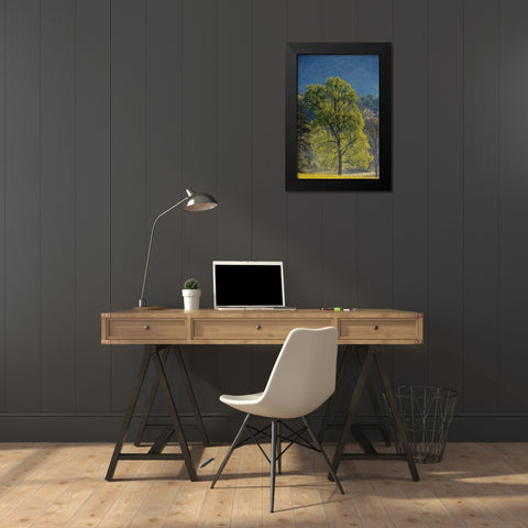 Tennessee Tree in morning light in field at Cades Cove Black Modern Wood Framed Art Print by Wells, Joanne