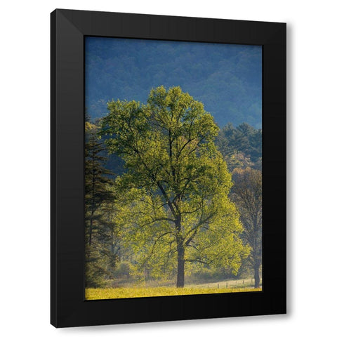 Tennessee Tree in morning light in field at Cades Cove Black Modern Wood Framed Art Print by Wells, Joanne