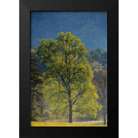 Tennessee Tree in morning light in field at Cades Cove Black Modern Wood Framed Art Print by Wells, Joanne