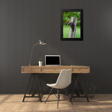 Pileated Woodpecker (Dryocopus pileatus)-Great Smoky Mountains National Park-Tennessee Black Modern Wood Framed Art Print by Day, Richard and Susan