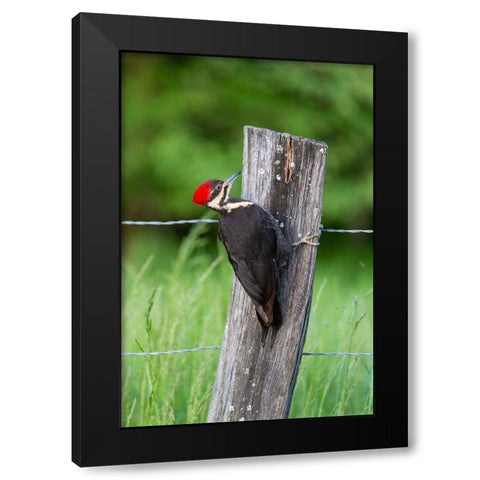 Pileated Woodpecker (Dryocopus pileatus)-Great Smoky Mountains National Park-Tennessee Black Modern Wood Framed Art Print by Day, Richard and Susan