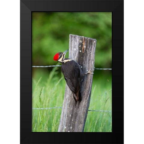 Pileated Woodpecker (Dryocopus pileatus)-Great Smoky Mountains National Park-Tennessee Black Modern Wood Framed Art Print by Day, Richard and Susan