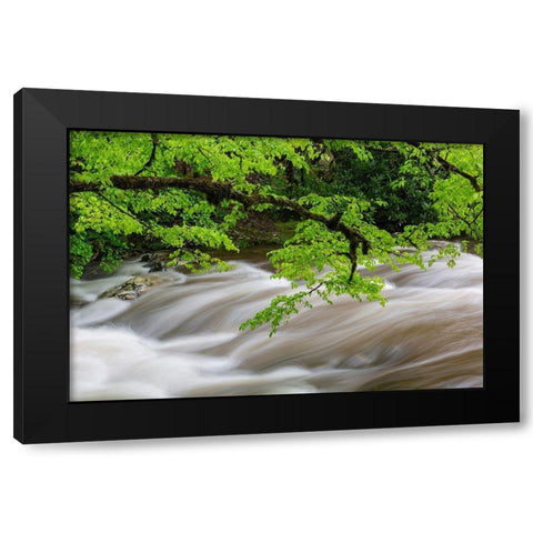 Middle Prong Little River in spring-Great Smoky Mountains National Park-Tennessee Black Modern Wood Framed Art Print with Double Matting by Day, Richard and Susan