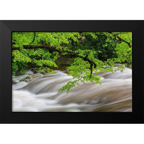 Middle Prong Little River in spring-Great Smoky Mountains National Park-Tennessee Black Modern Wood Framed Art Print by Day, Richard and Susan
