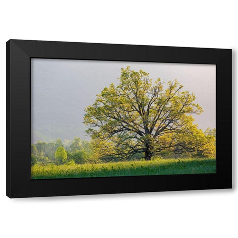 Sunrise in Cades Cove in spring-Great Smoky Mountains National Park-Tennessee Black Modern Wood Framed Art Print by Day, Richard and Susan