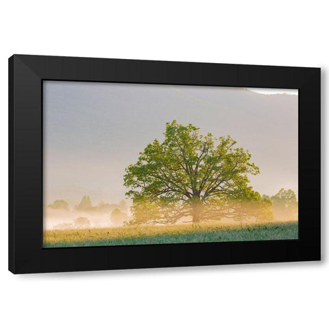 Sunrise and fog Cades Cove-Great Smoky Mountains National Park-Tennessee Black Modern Wood Framed Art Print by Day, Richard and Susan