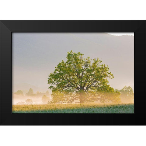 Sunrise and fog Cades Cove-Great Smoky Mountains National Park-Tennessee Black Modern Wood Framed Art Print by Day, Richard and Susan