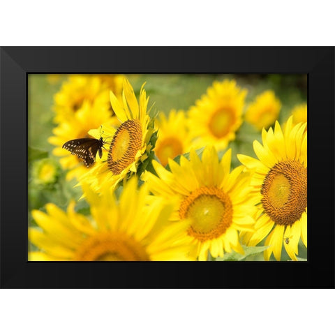 Tennessee TWRA wildlife management area Forks of the River plant 70 acres of sunflowers Black Modern Wood Framed Art Print by Drury, Trish