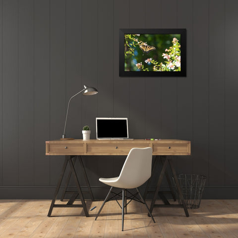 Tennessee Eastern Tiger Swallowtail gathers nectar on glossy abelia flowers Black Modern Wood Framed Art Print by Drury, Trish
