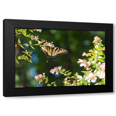 Tennessee Eastern Tiger Swallowtail gathers nectar on glossy abelia flowers Black Modern Wood Framed Art Print by Drury, Trish