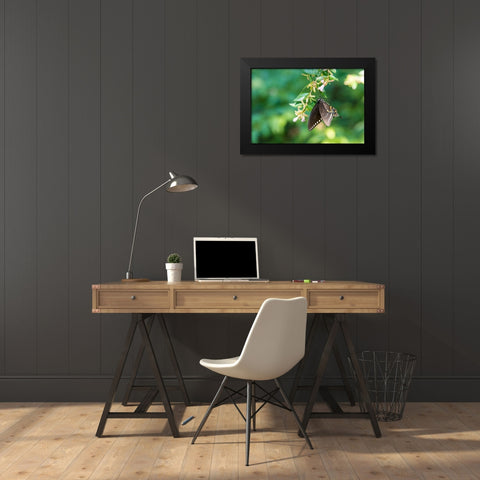 Tennessee Spicebush Swallowtail (Papilio troilus) on glossy abelia Black Modern Wood Framed Art Print by Drury, Trish