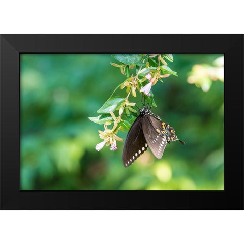 Tennessee Spicebush Swallowtail (Papilio troilus) on glossy abelia Black Modern Wood Framed Art Print by Drury, Trish
