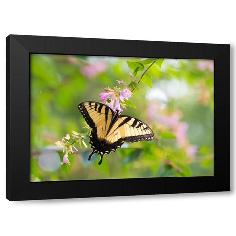 Tennessee Tiger Swallowtail gets nectar from glossy abelia flowers Black Modern Wood Framed Art Print with Double Matting by Drury, Trish
