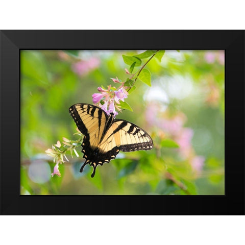 Tennessee Tiger Swallowtail gets nectar from glossy abelia flowers Black Modern Wood Framed Art Print by Drury, Trish
