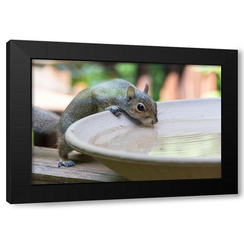 USA-Tennessee Eastern gray squirrel drinks at bird bath reflected in water Black Modern Wood Framed Art Print with Double Matting by Drury, Trish